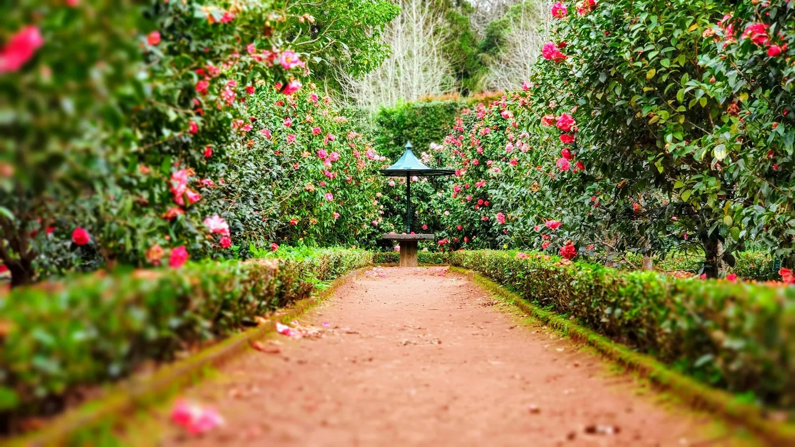 Illustrative hedges & shrubs